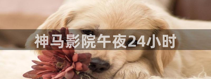 八戒精东影业